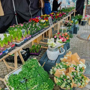 Ornamentum-Marktstand mit Kräutern und Beetpflanzen